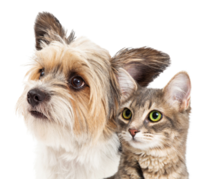 About PetBathtub.com Dog and Cat